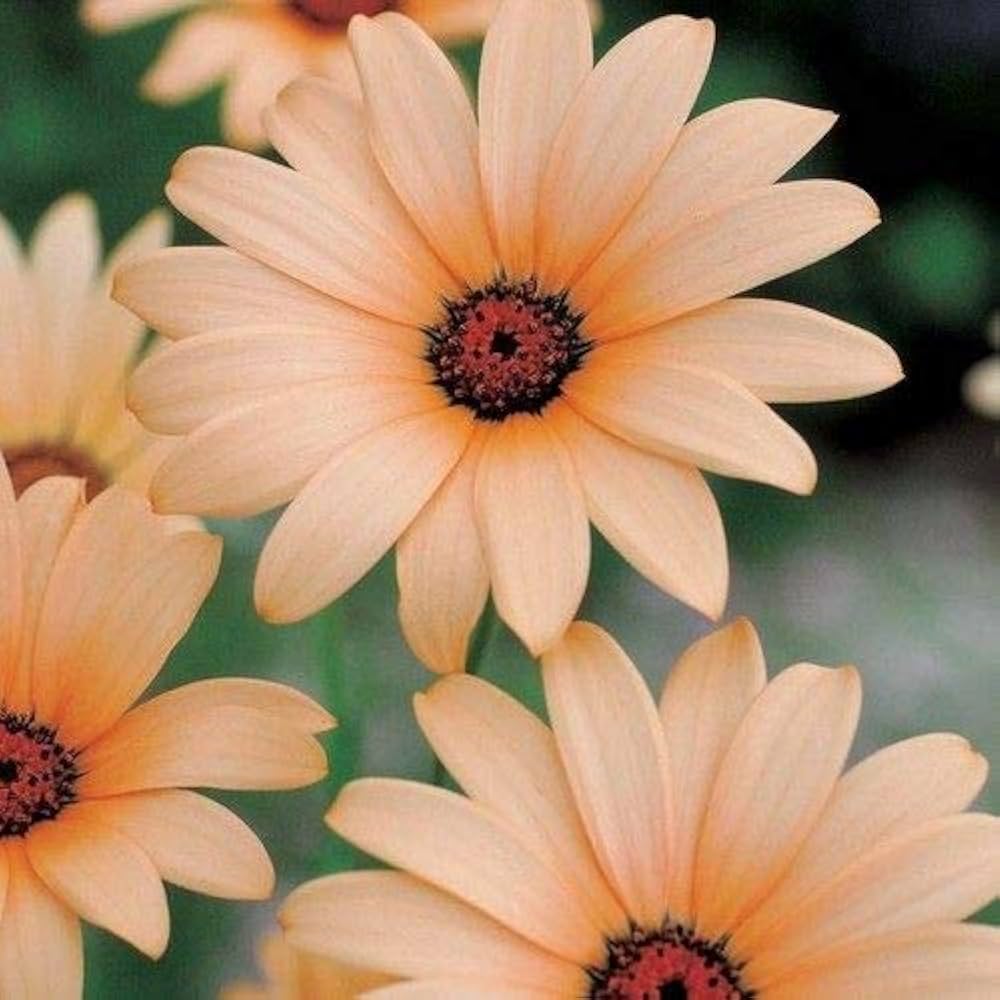 African Daisy Osteospermum Seeds for planting in flower bed