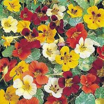 Mix Nasturtium Flower seeds for Planting - Pollinator Friendly, Heirloom & GMO Free Seeds for Home Garden
 
 Sale seeds for planting in home garden