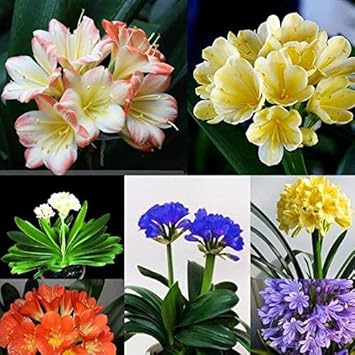 Lily Clivia Flower seeds for Planting - Shade Tolerant, Heirloom & GMO Free Seeds for Home Garden
 
 Sale seeds for home garden