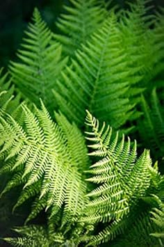 Blue Fern for Planting heirloom & Non GMO Seeds Colorful Display Heirloom & GMO Free Seeds for Home Garden
 
 Sale for planting in home garden