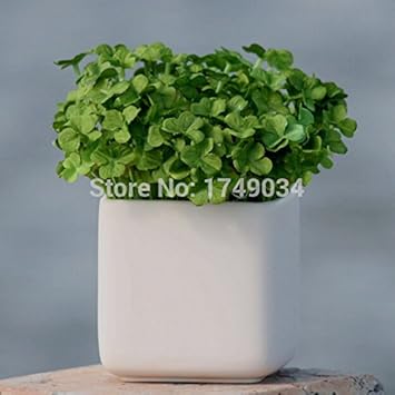 Green Clover Flower seeds for Planting - Shade Tolerant, Heirloom & GMO Free Seeds for Home Garden
 
 Sale for planting in home garden.