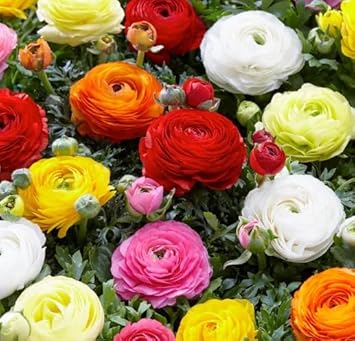 Purple Eschscholtzia Flower Seeds for Planting Hardy Variety Heirloom & GMO Free Seeds for Home Garden
 
 Sale for planting in home garden