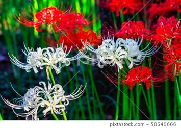 Deep Blue Petunia Flower Seeds for Planting Heirloom NONGMO Easy to Grow Garden Blooms 
 
 Sale for planting in home garden