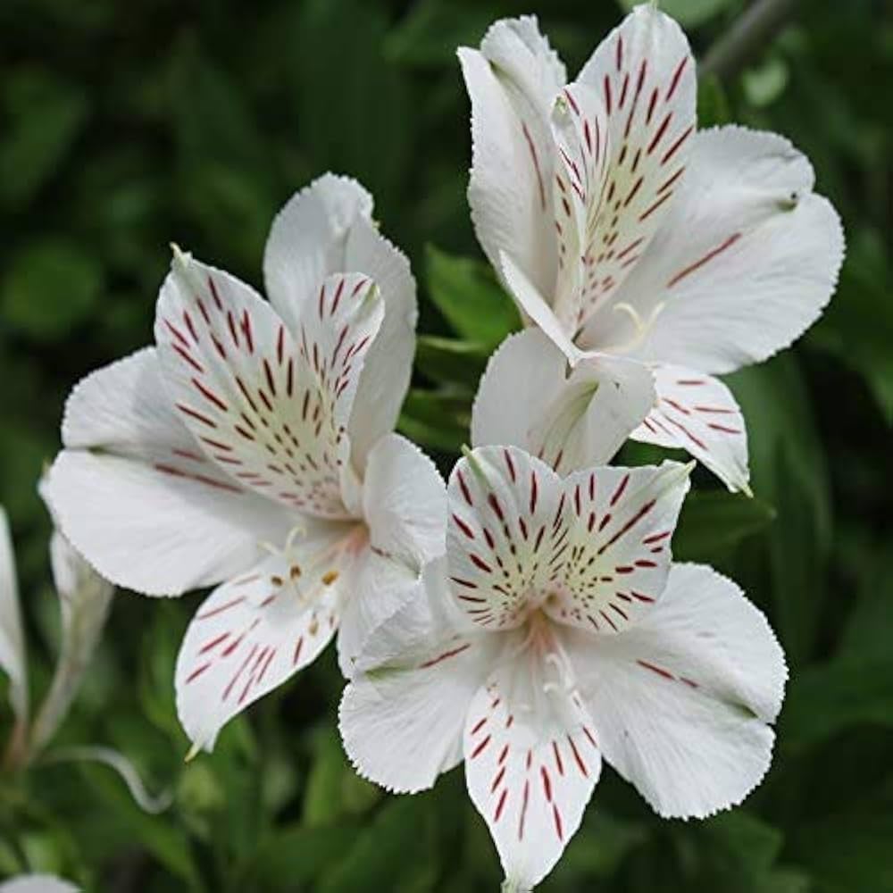 White Alstroemeria Flower seeds for Planting - Hardy Variety, Heirloom & GMO Free Seeds for Home Garden
 
 Sale seeds for planting in home garden