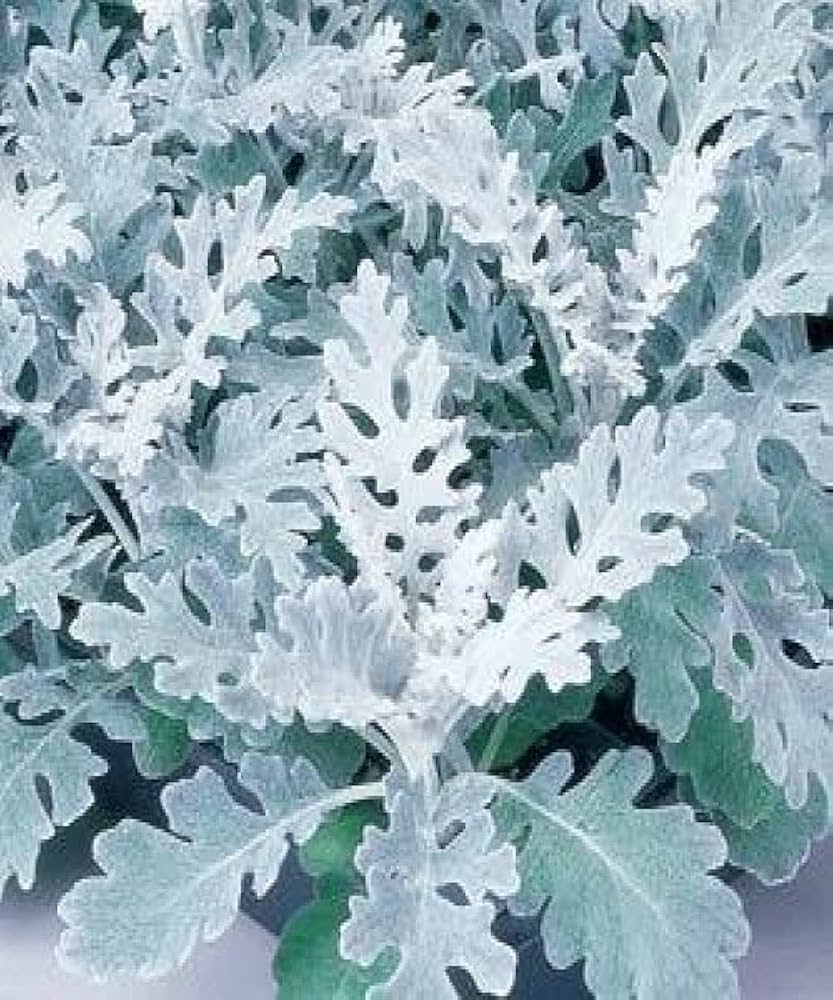 Dusty Miller Jacobaea maritima seeds for planting in border garden