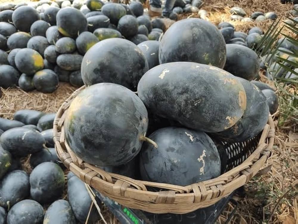 Giant Watermelon Citrullus lanatus for planting in vegetable patch