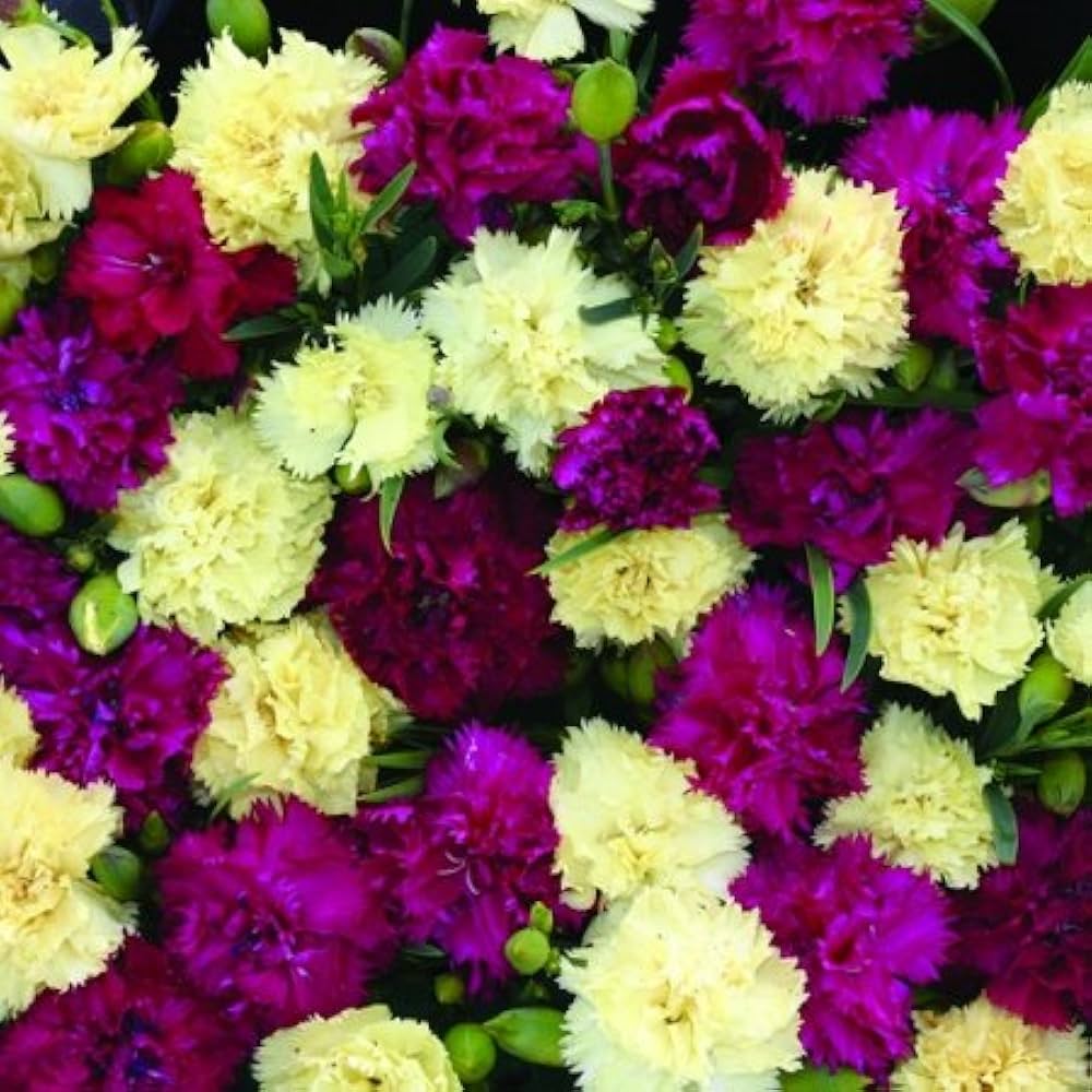 Mixed Bananaberry Dianthus clove flower seeds