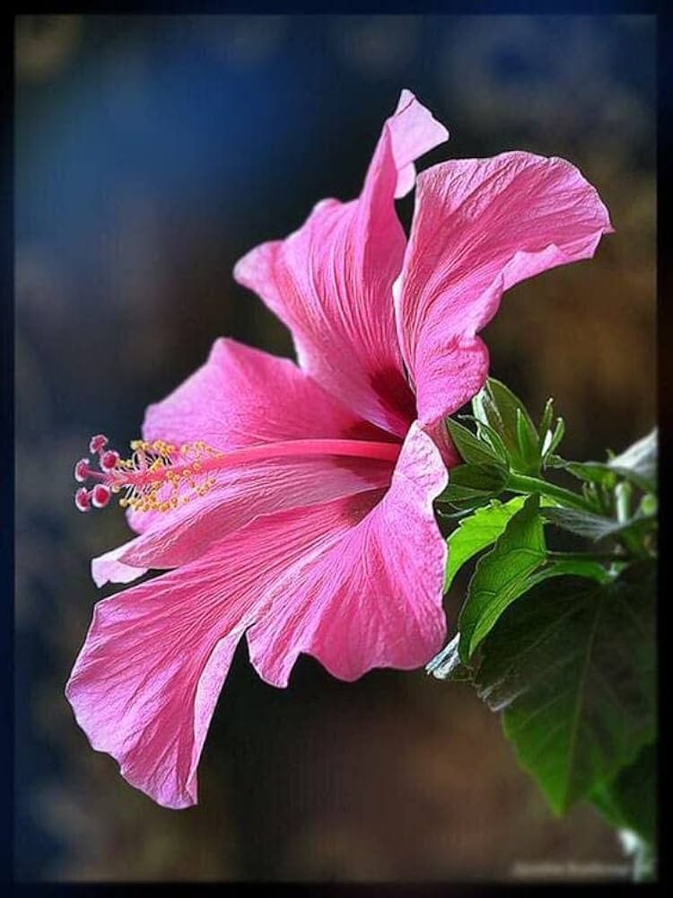 Hibiscus Rosa-sinensis flower seeds
