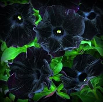 Black Velvet Petunia Flower Seeds For Planting