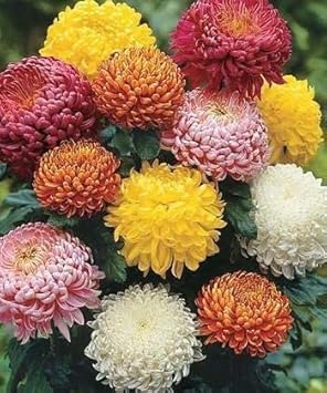 Chrysanthemum Flower seeds for Planting - Pollinator Friendly, Heirloom & GMO Free Seeds for Home Garden
 
 Sale seeds for home garden