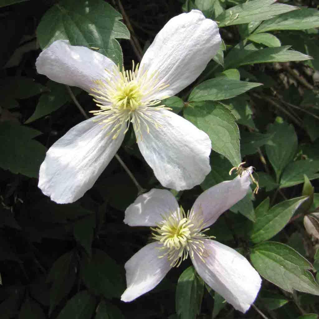 White (White Clematis) seeds for planting in home garden