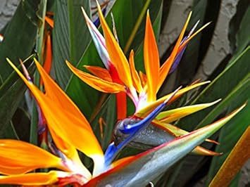 Bird of Paradise Flower seeds for Planting - Drought Tolerant, Heirloom & GMO Free Seeds for Home Garden
 
 Sale for planting in home garden