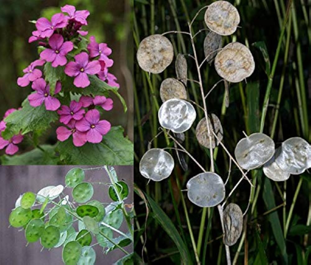 Mix Honesty Lunaria Biennis Seeds for planting in flower bed