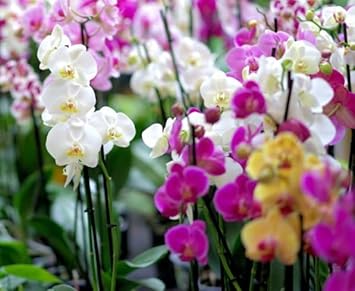 Pink Callistemon Flower Seeds – Bright Heirloom NonGMO Blooms for Home Garden & Outdoor Landscaping
 
 Sale for planting in home garden