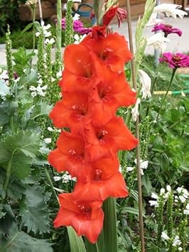 White Holland Rose Flower Seeds for Planting – Wildflower Mix Heirloom & NonGMO Seeds for Home Garden
 
 Sale for planting in home garden