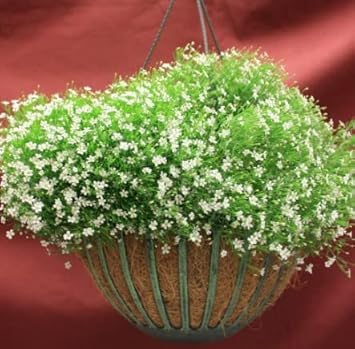 Green Gypsophila Flower seeds for Planting - Sun Loving, Heirloom & GMO Free Seeds for Home Garden
 
 Sale for planting in home garden