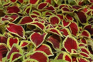 Burgundy Nasturtium Flower Seeds for Planting Sun Loving Heirloom & GMO Free Seeds for Home Garden
 
 Sale for planting in home garden