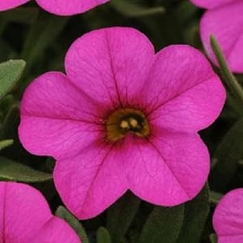 Pink Kabloom Flower seeds for Planting - Low Maintenance, Heirloom & GMO Free Seeds for Home Garden
 
 Sale for planting in home garden.