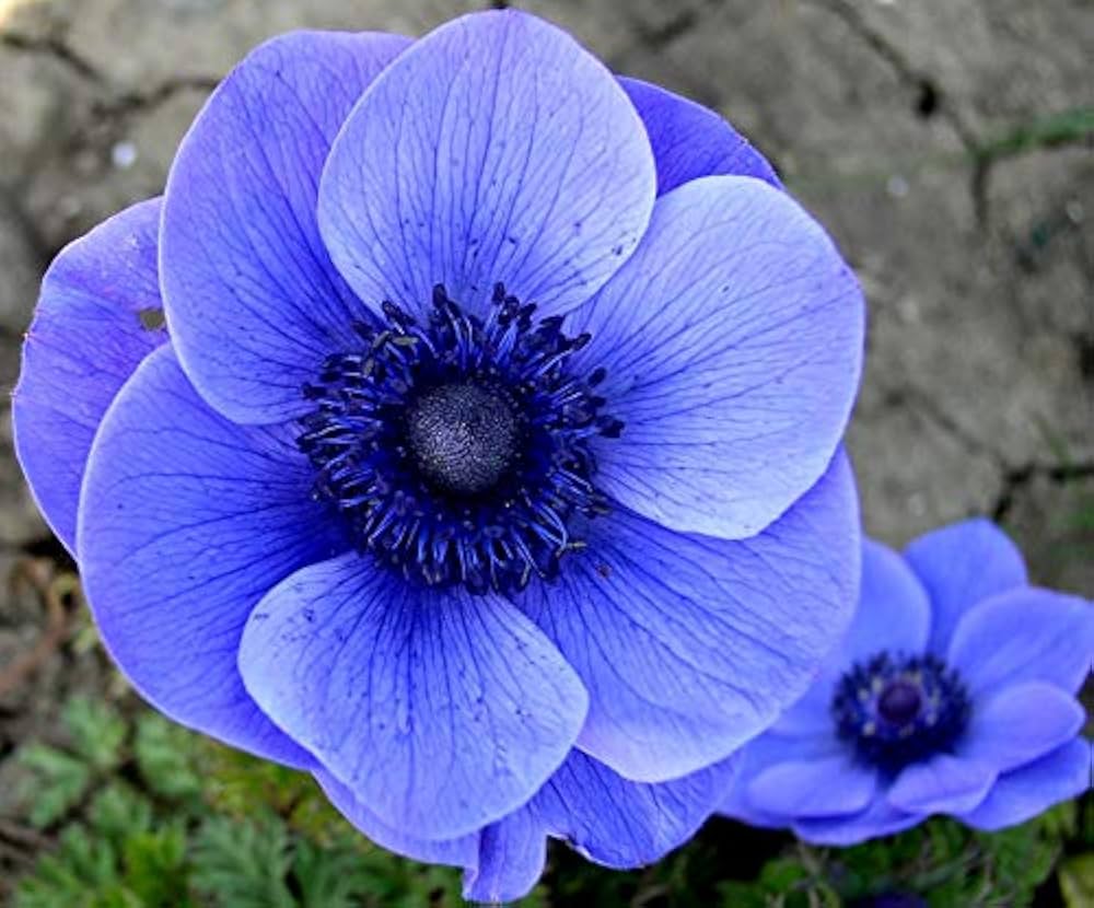 Sky Blue Anemone Pulsatilla Seeds For Planting Flower