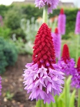 Red Purple Primula Vialii Flower seeds for Planting - Vibrant Colors, Heirloom & GMO Free Seeds for Home Garden
 
 Sale seeds for home garden