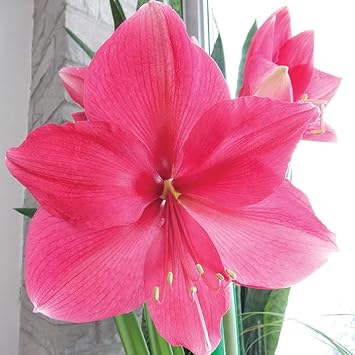 Pink Green Dragon Coleus Flower Seeds for Planting Garden Favorite Heirloom & GMO Free Seeds for Home Garden
 
 Sale for planting in home garden