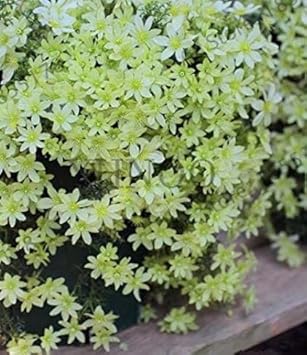 Black Yellow Primula Malacoides Seeds for Planting Shade Tolerant Heirloom & GMO Free Seeds for Home Garden
 
 Sale for planting in home garden