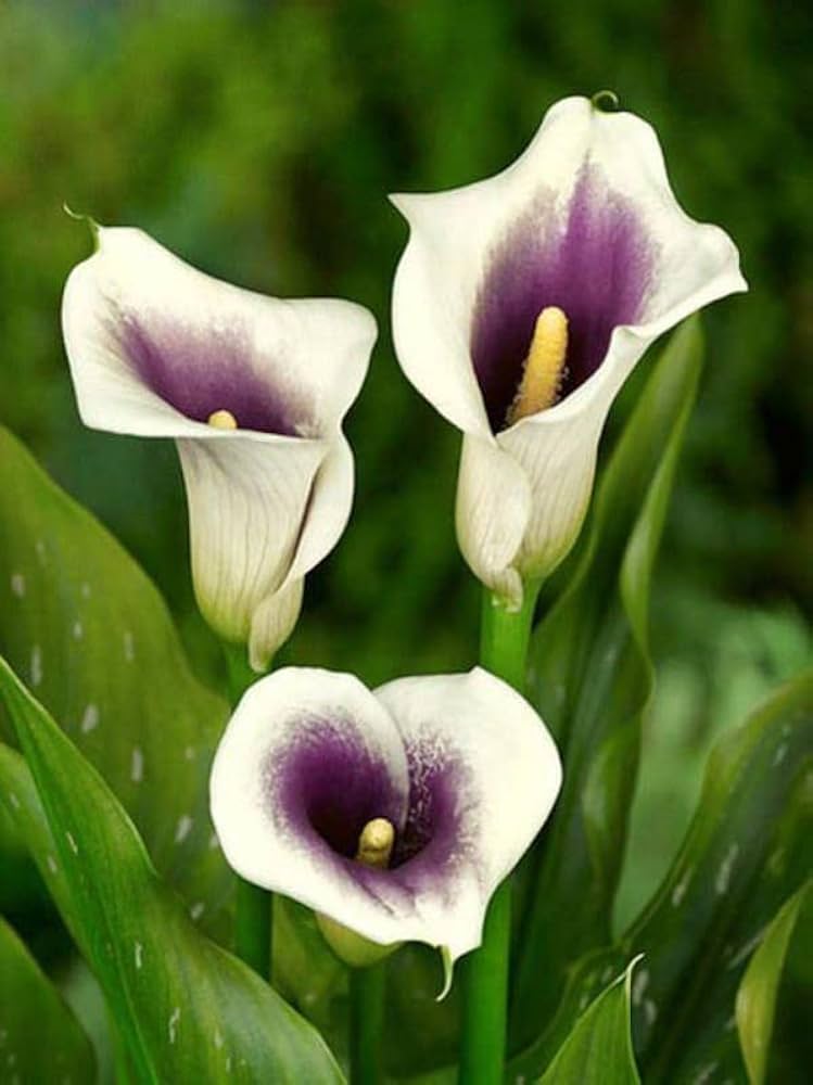 Calla Lily Zantedeschia spp. Seeds for planting in flower bed