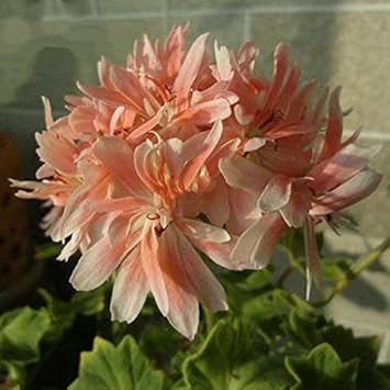 Mix Pink Sunflower Flower Seeds for Planting Bright Blooms Heirloom & GMO Free Seeds for Home Garden
 
 Sale for planting in home garden