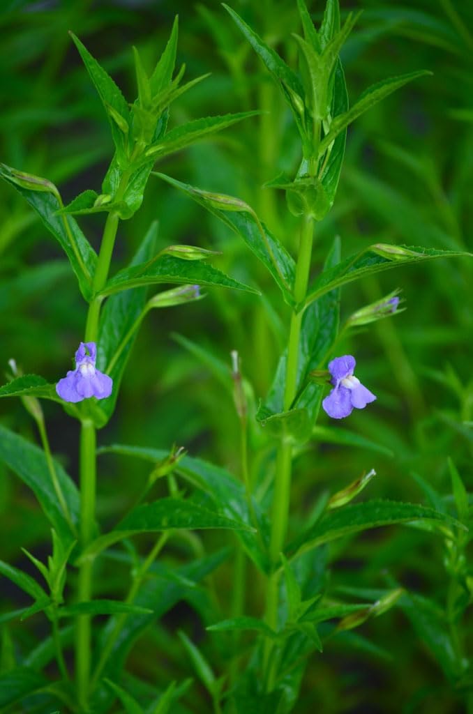 Heirloom Mimulus Ringens Flower seeds for Planting Fragrant Blossoms Heirloom & GMO Free Seeds for Home Garden 
 
 Sale for planting in home garden