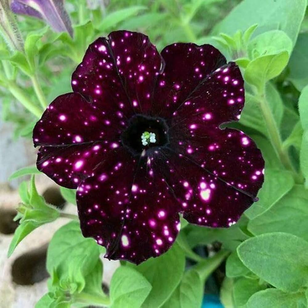 Petunia Tree Petunia spp. Seeds for planting in flower bed