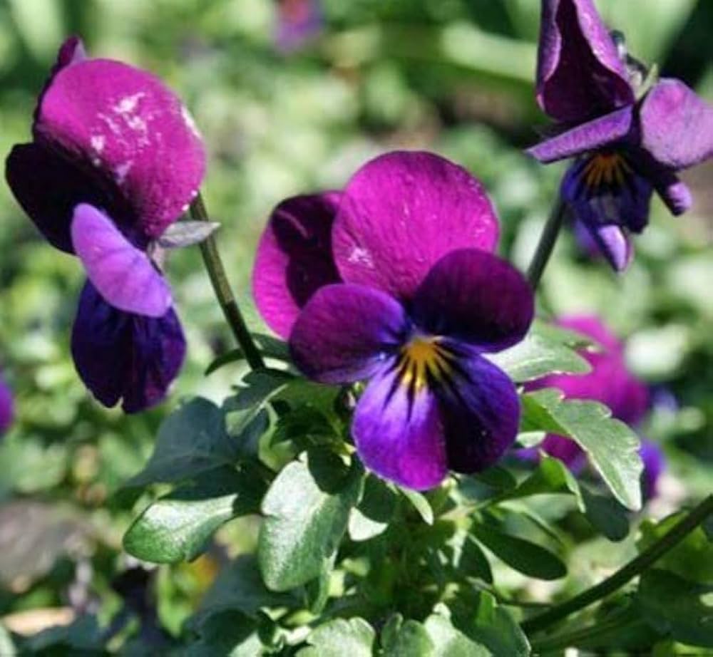 Henry Viola Viola x wittrockiana for planting in flower bed