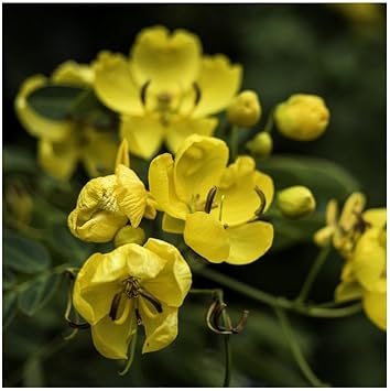 Yellow Sweet Pea Planting Seeds