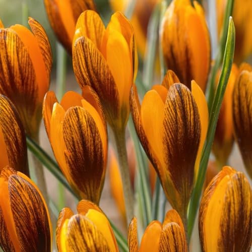 Orange (Orange Crocus) seeds for planting in home garden