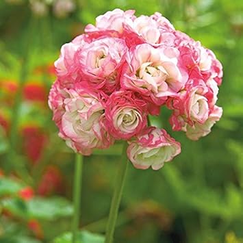 Light Pink Apple Blossom Geranium Seeds For Planting