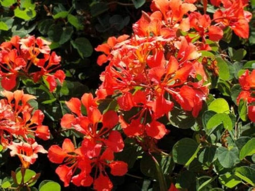 Bauhinia Galpinii Red Orchid Seeds For Planting Flower