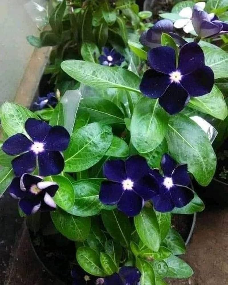 Fragrant Blue Vinca Flower Annual Seeds