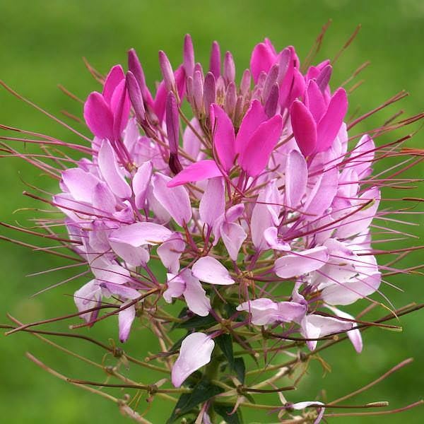 Dwarf Cleome Cleome hassleriana for planting in flower bed