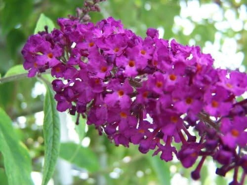 Violet Buddleia Flower Seeds For Planting