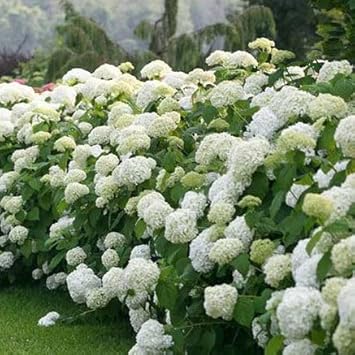 Pink Hydrangea Flower seeds for Planting - Cottage Garden Essential, Heirloom & GMO Free Seeds for Home Garden
 
 Sale for planting in home garden.