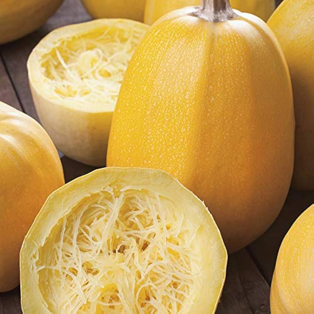 Spaghetti Squash Melon Seeds Cucurbita pepo for planting in vegetable patch