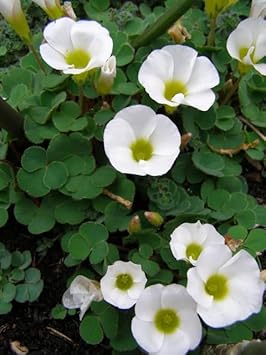 White Oxalis Laciniata Flower Seeds Planting