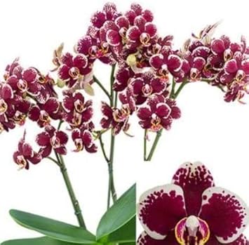 Maroon White Phalaenopsis Orchid Flower seeds for Planting - Cottage Garden Essential, Heirloom & GMO Free Seeds for Home Garden
 
 Sale seeds for planting in home garden