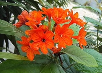 Orange Cordia Sebestena Flower seeds for Planting - Long Bloom Season, Heirloom & GMO Free Seeds for Home Garden
 
 Sale seeds for planting in home garden