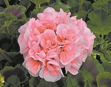 Mixed Tropaeolum Majus Flower Seeds for Planting – Low Maintenance Heirloom & NonGMO Seeds for Home Garden
 
 Sale for planting in home garden