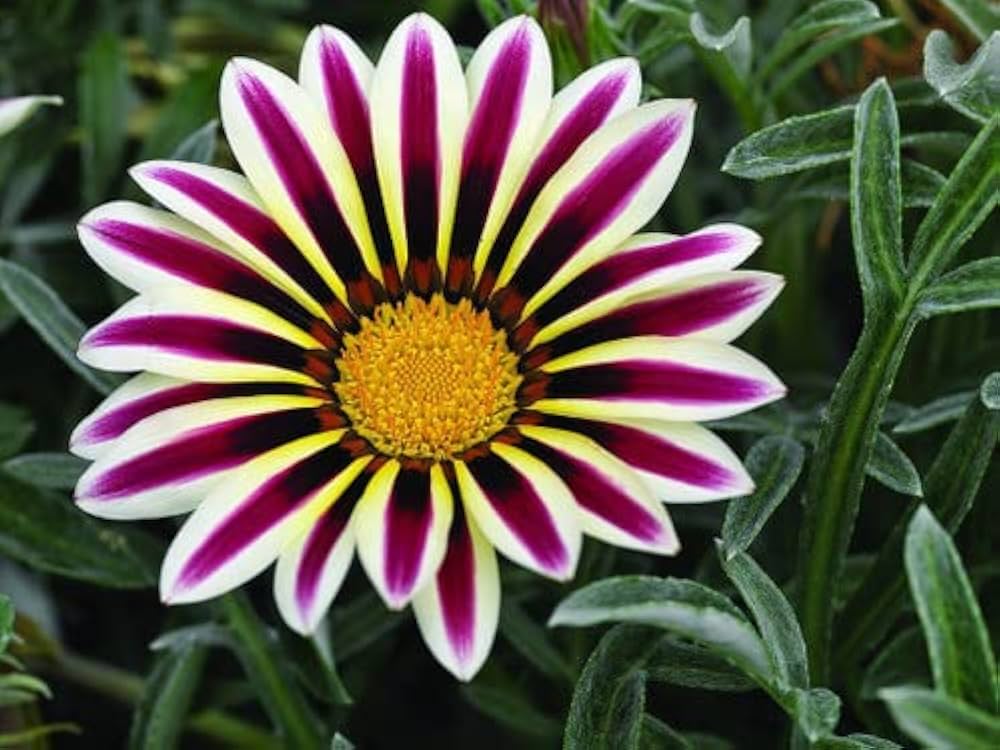 Gazania Flower Seeds - Plant Stunning White And Red Blooms For A Colorful Garden