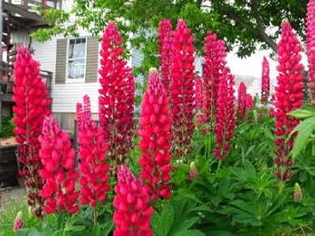 Russell Lupine Flower seeds for Planting - Perfect for Borders, Heirloom & GMO Free Seeds for Home Garden
 
 Sale for planting in home garden.