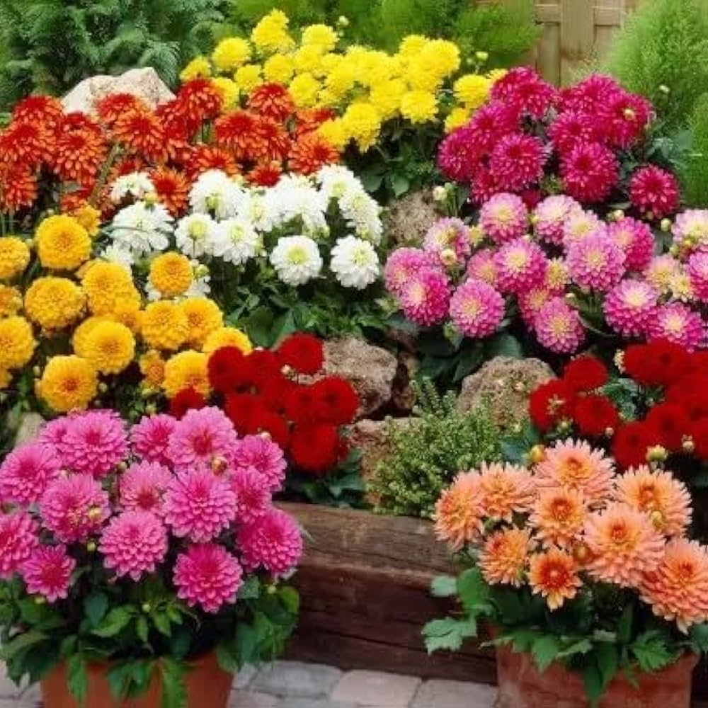 Dahlia Seeds for planting in flower bed