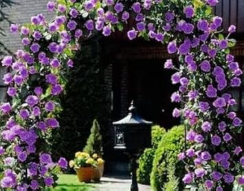 Purple Climbing Rose Seeds Flower seeds for Planting Low Maintenance Heirloom & GMO Free Seeds for Home Garden 
 
 Sale for planting in home garden