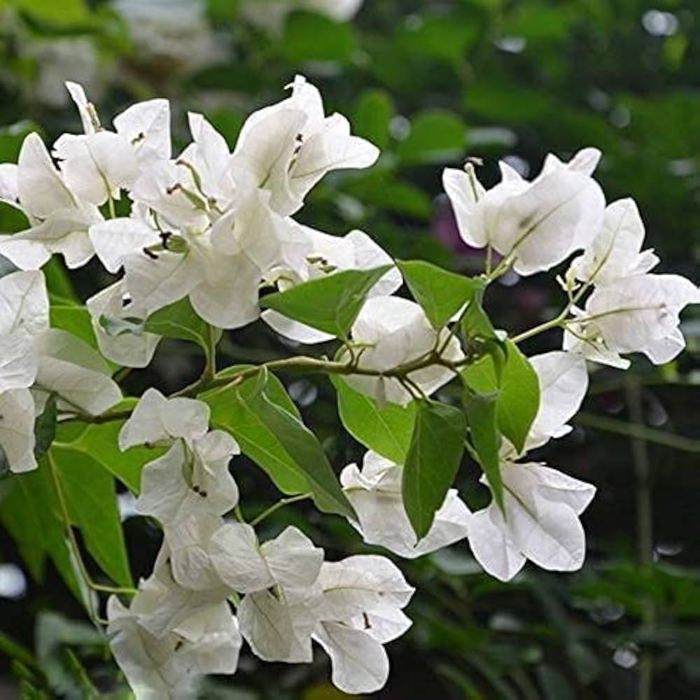White Bougainvillea Kousa Flower seeds for Planting - Easy to Grow, Heirloom & GMO Free Seeds for Home Garden
 
 Sale for planting in home garden.