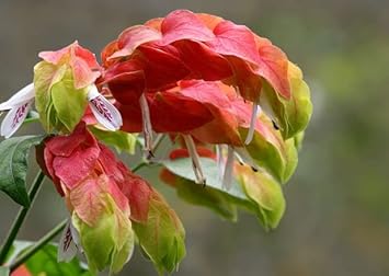 Orange Green Pachystachys Lutea Flower seeds for Planting - Premium Quality, Heirloom & GMO Free Seeds for Home Garden
 
 Sale for planting in home garden